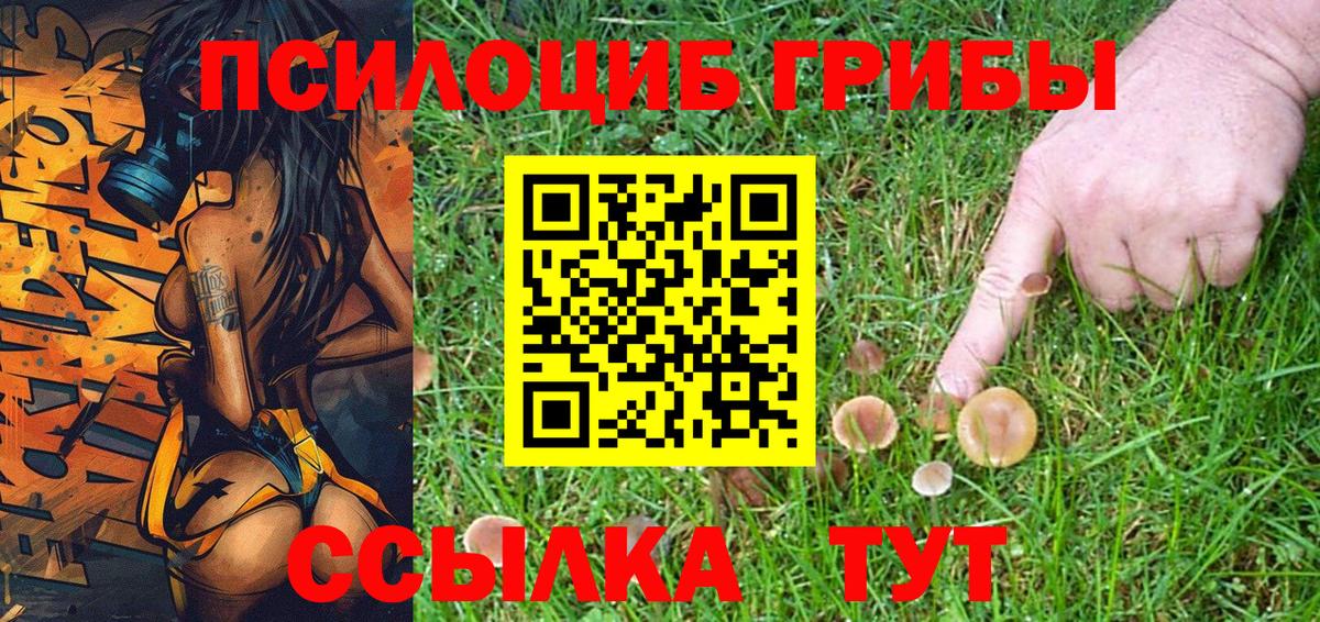 Псилоцибиновые грибы Psilocybine cubensis Архангельск